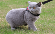纯种蓝猫图片