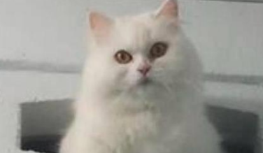 主人上厕所,猫咪:笨蛋,为啥不用猫砂盆 主人上厕所,猫咪:笨蛋,为啥不用猫砂盆