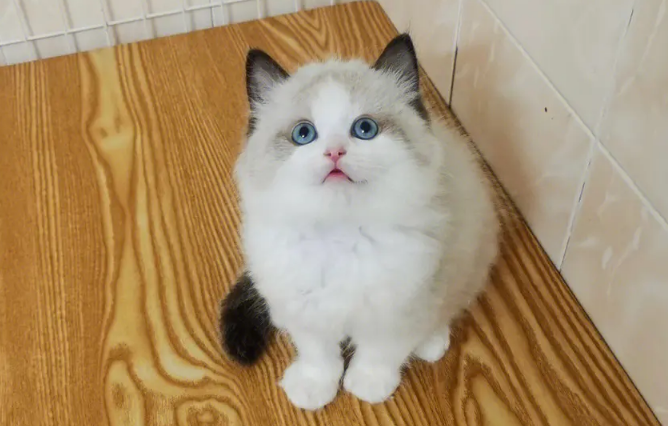 布偶吃什么猫粮