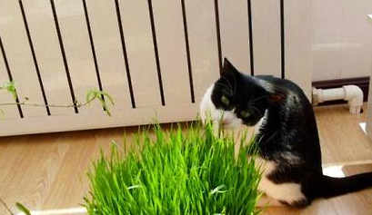猫草是什么?对猫咪的作用可能超出你的想象 猫草是什么?对猫咪的作用可能超出你的想象