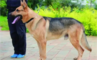 昆明犬几个月开始猛长？想知道的看这里