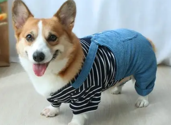 狗狗衣服怎么剪 狗狗衣服怎么剪