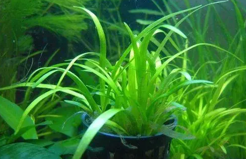 养鱼须知:鱼缸里养水草好处多 养鱼须知:鱼缸里养水草好处多