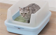 猫“爱玩”猫砂怎么办，原因有很多，细思恐极！