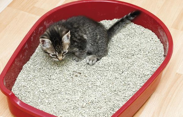 猫砂可以经常换牌子吗 猫砂可以经常换牌子吗