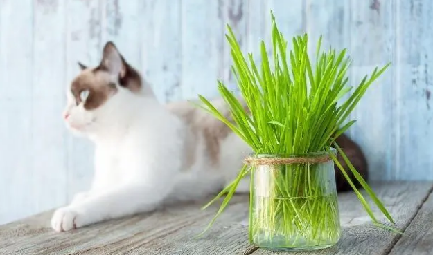 猫草在猫咪生活饮食中起一个什么作用?猫为什么要吃猫草? 猫草在猫咪生活饮食中起一个什么作用?猫为什么要吃猫草?