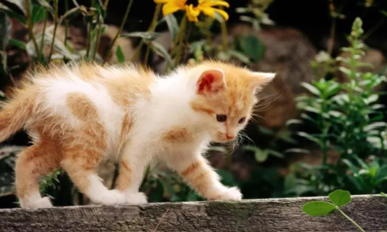 猫咪为什么单眼眨？这篇文章有答案！