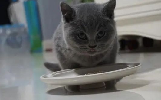 宠物猫咪寄养需要注意什么? 宠物猫咪寄养需要注意什么?