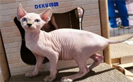 斯芬克斯猫价格