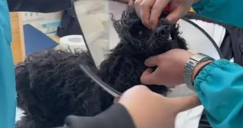 流浪泰迪犬,得知小哥是来帮它的后,立马就卸下防备 流浪泰迪犬,得知小哥是来帮它的后,立马就卸下防备