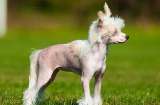 冠毛犬多少钱