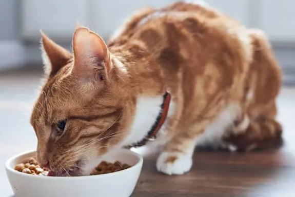猫营养膏可以天天吃吗 猫营养膏可以天天吃吗