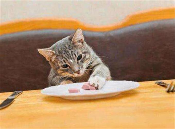 哪个品牌猫罐头好