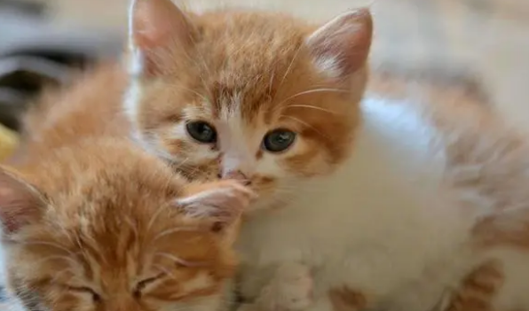 如何挑选适合猫咪的罐头?来看吧 如何挑选适合猫咪的罐头?来看吧