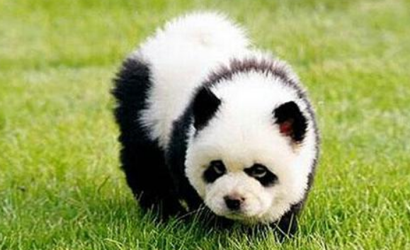 有熊猫狗这个品种吗