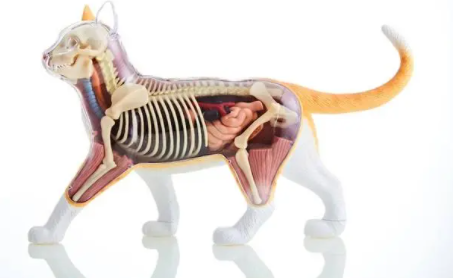 养宠小知识：猫有骨头吗？