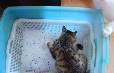 猫砂一般要放多少 猫砂一般要放多少
