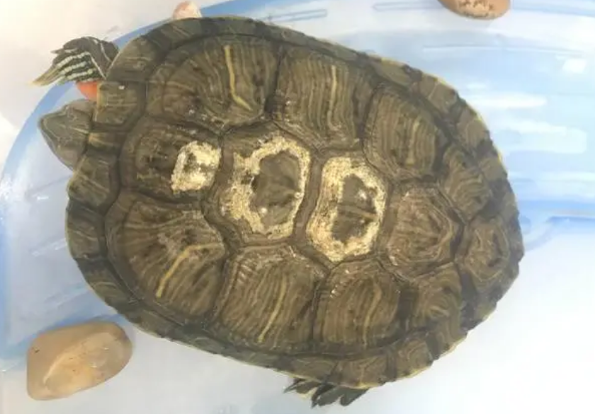 石金钱龟腐皮烂甲怎么办?这样做最好 石金钱龟腐皮烂甲怎么办?这样做最好