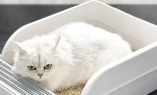 36l猫砂等于多少斤