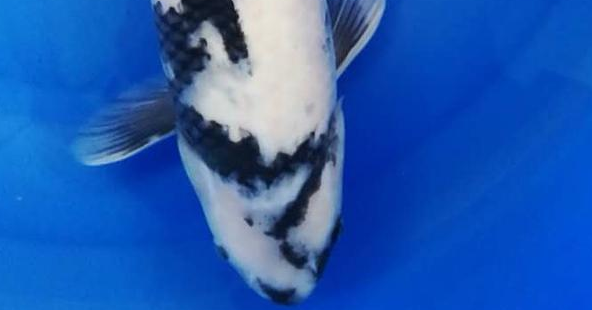 如何保持鱼缸良好水质?教你几个小妙招 如何保持鱼缸良好水质?教你几个小妙招