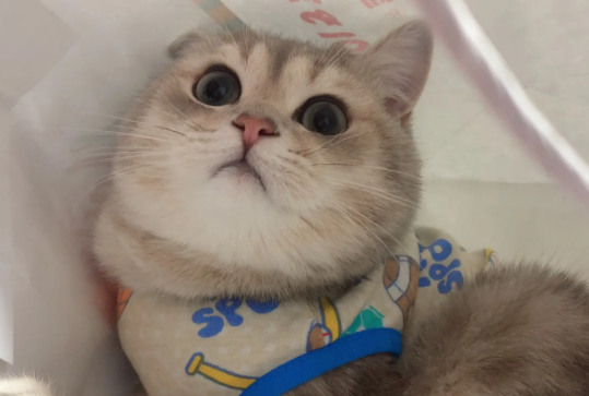养宠小知识：猫能吃蛋糕上的奶油吗？