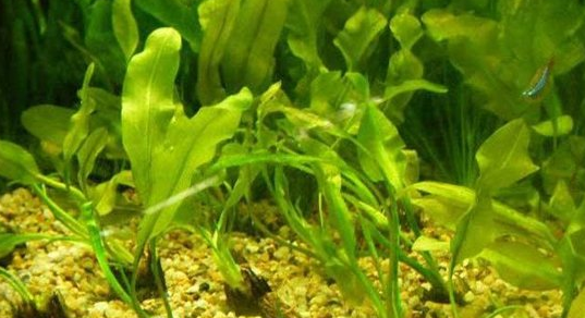 常见水草种类及图片 常见水草种类及图片