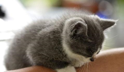 个人养宠经验奶猫便秘能不能吃益生菌