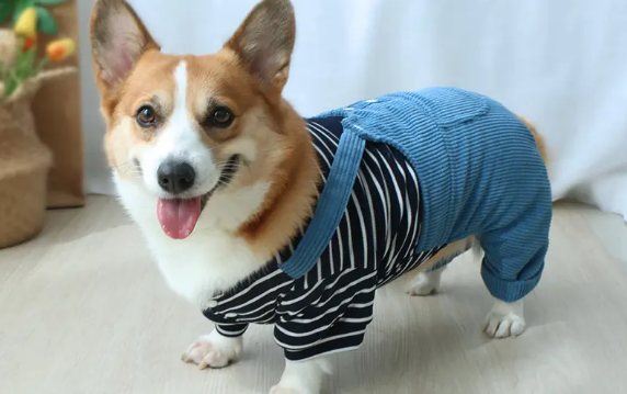 一只狗狗的衣服牌子 一只狗狗的衣服牌子