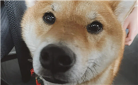 怎么看懂狗狗的眼神?秘诀都在这里!