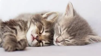 猫的牵引绳怎么穿