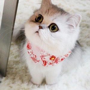 人能吃猫罐头吗