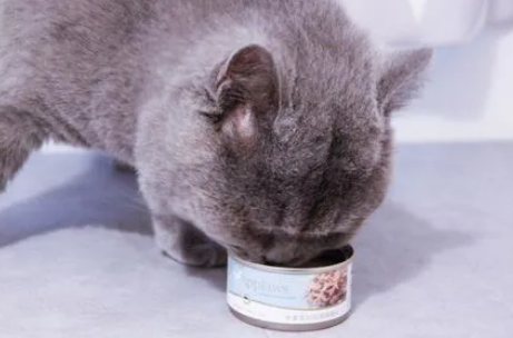 猫湿粮和罐头有什么区别