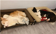 狗窝怎么驱虫