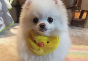 博美吃哪种狗粮好