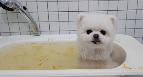 博美狗狗沐浴露哪个牌子好