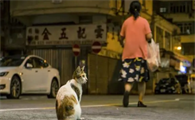 找猫的神奇方法