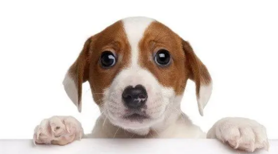 狗狗回家不愿进笼子?这三种方法屡试不爽 狗狗回家不愿进笼子?这三种方法屡试不爽