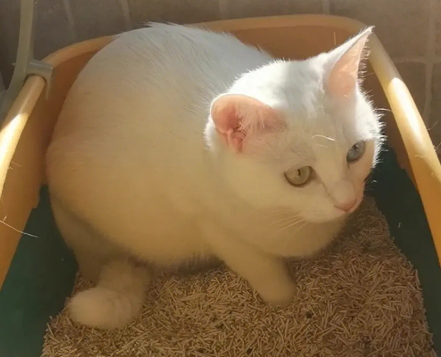便宜好用的猫砂排行