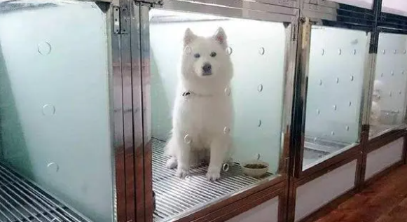 狗狗寄养小知识！
