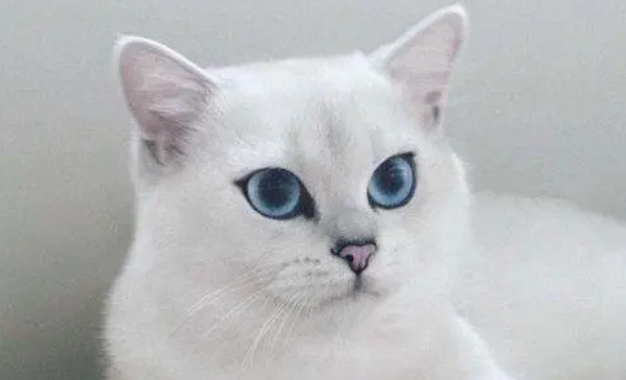 猫咪体外驱虫常见问题解析，铲屎官手册：驱虫篇