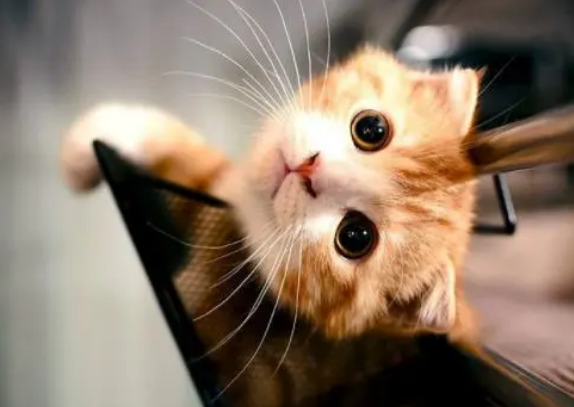 营养膏对猫咪的身体到底有什么作用?每只猫咪都可以天天吃吗? 营养膏对猫咪的身体到底有什么作用?每只猫咪都可以天天吃吗?