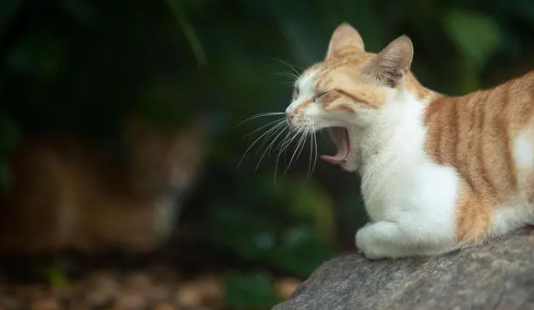 猫为什么会得猫癣？可以注意以下3点～