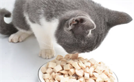 猫零食吃什么好