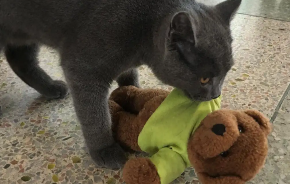 猫咪咬着玩具一直叫唤怎么办?最后一种情况需注意 猫咪咬着玩具一直叫唤怎么办?最后一种情况需注意