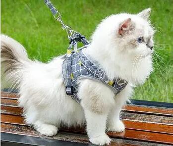 猫咪牵引绳价格