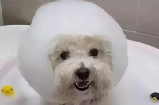 比熊犬专用沐浴露
