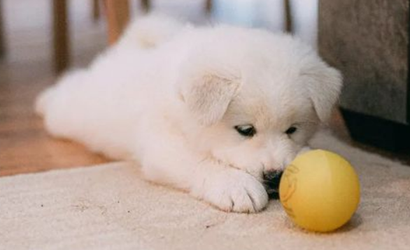 想要一只小可爱,靠谱犬舍怎么找? 想要一只小可爱,靠谱犬舍怎么找?