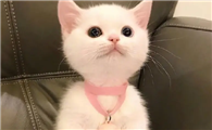 养猫以后财运无敌了