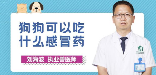 狗狗可以吃什么感冒药? 狗狗可以吃什么感冒药?