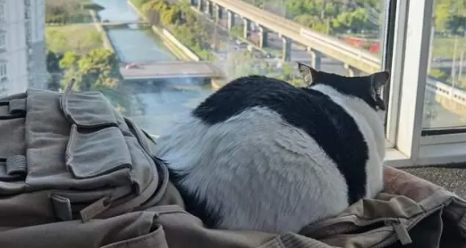 便宜能吃的猫粮